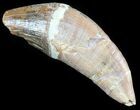 Archaeocete (Primitive Whale) Tooth - Basilosaur #36139-1